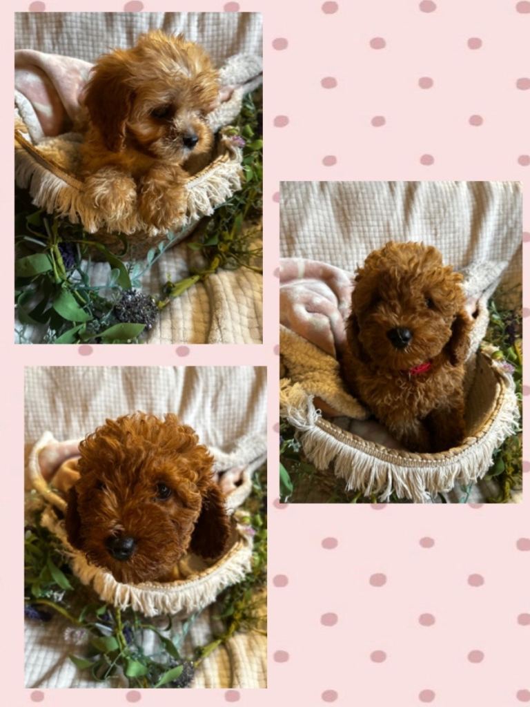 EXTENSIVELY HEALTH TESTED FEMALE CAVAPOO PUPPIES 