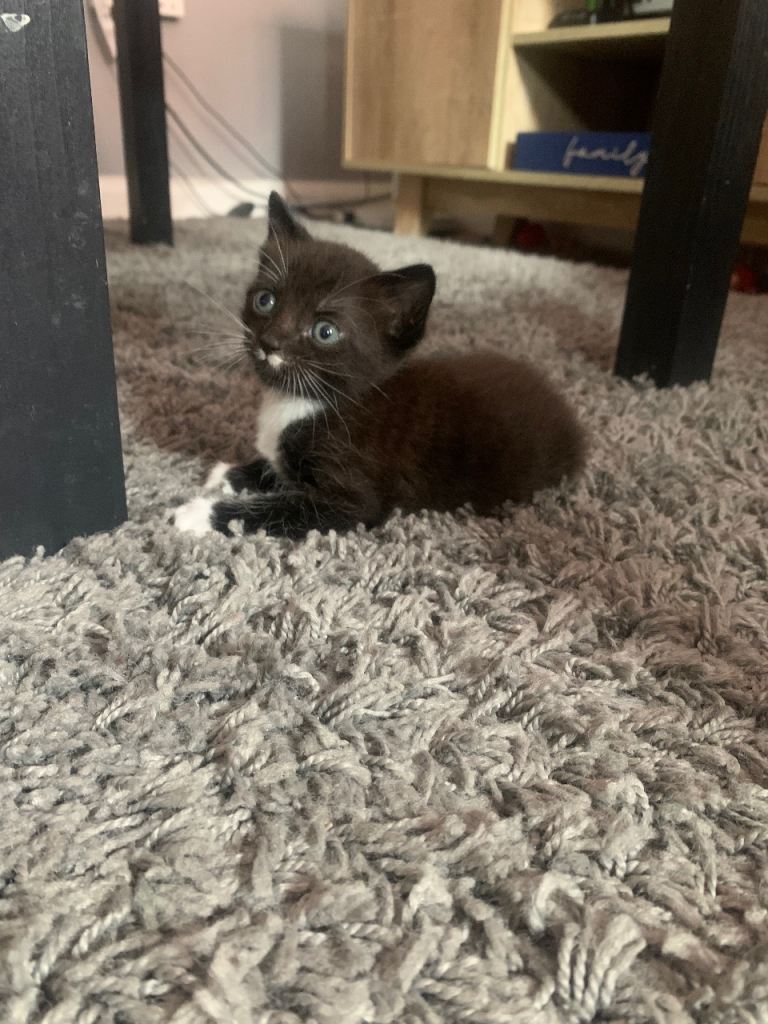 x2 Black and White Female Kittens 