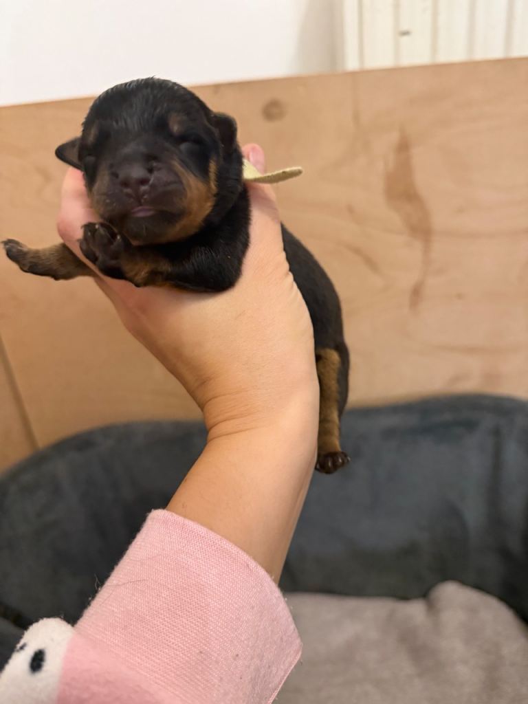 Chunky Rottweiler puppies 