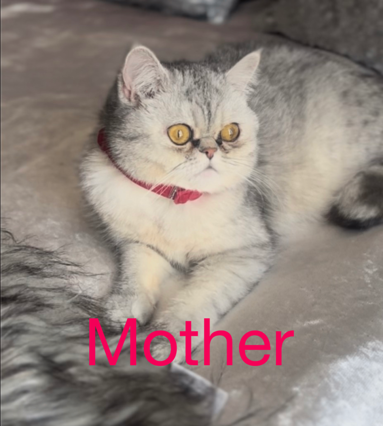 Persian mix silver tabby 