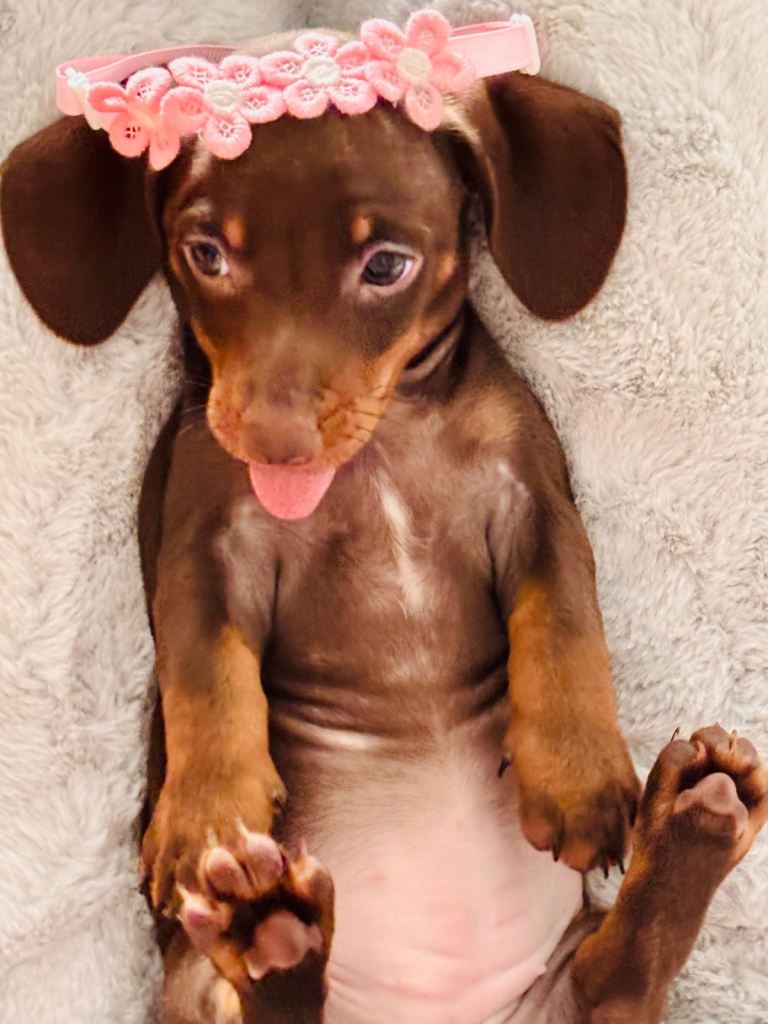 Miniature dachshunds tan & fawn,