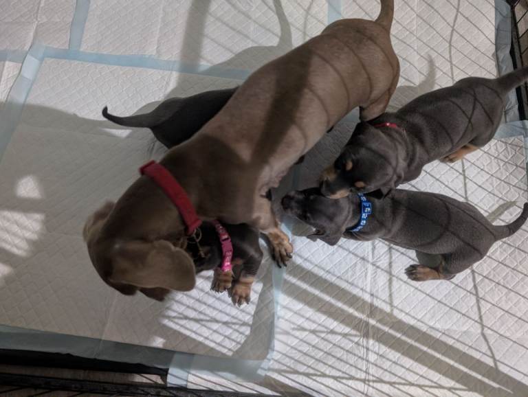 Miniature dashunds blue tan