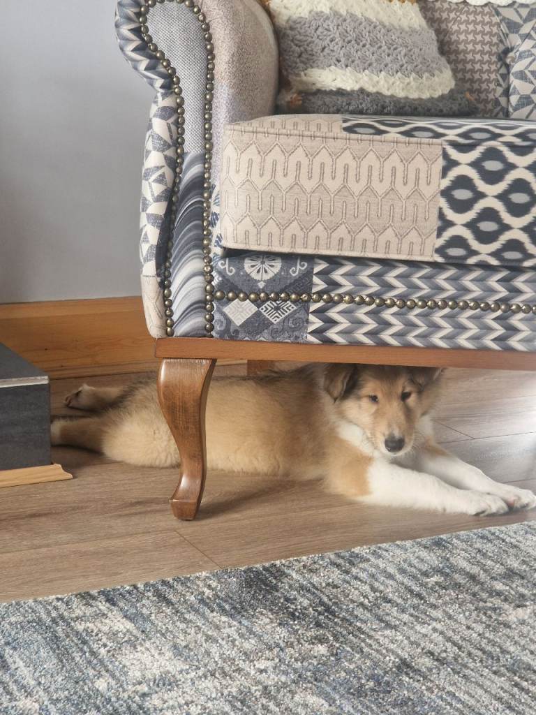 Lassie pup