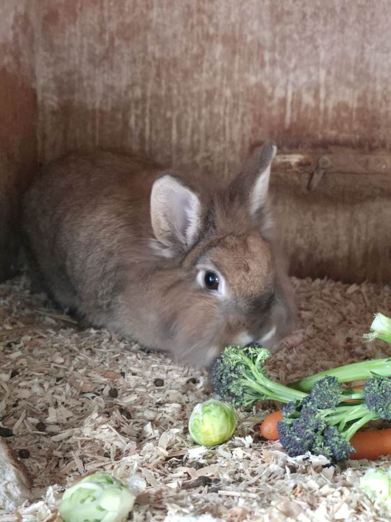 4 Rabbits for sale -all together 