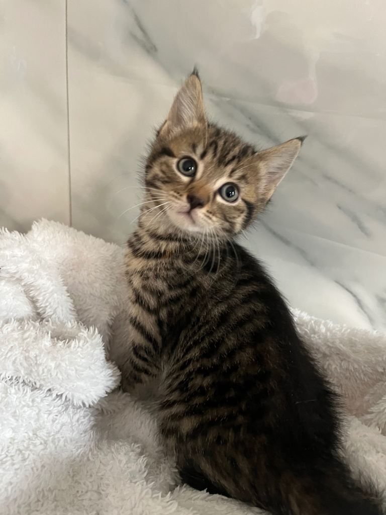 british shorthair cross tabby