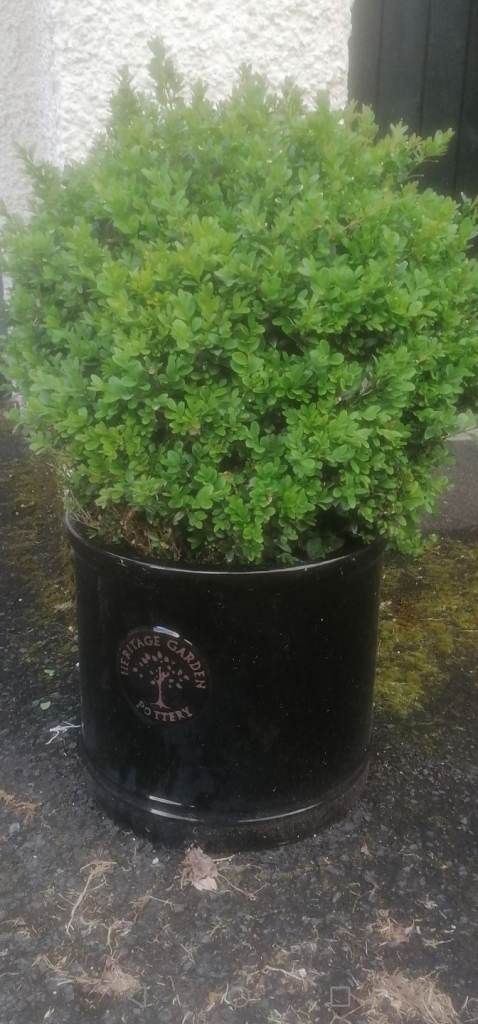 BOX plants in Vintage Garden Pottery Pots 