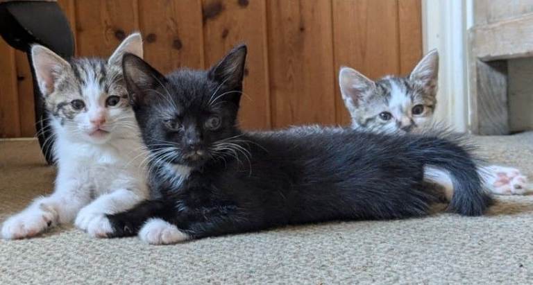 Kittens for sale. Friendly, ready for loving homes