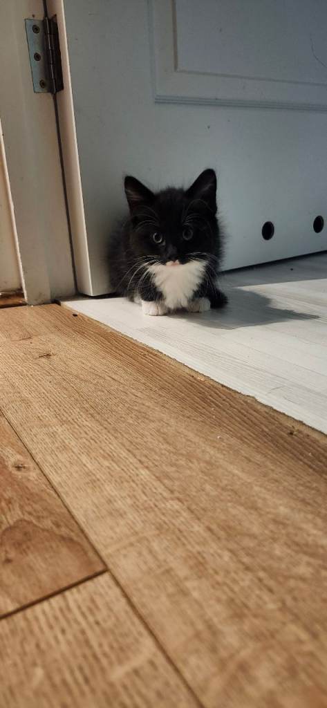 Lovely kittens looking for new home 