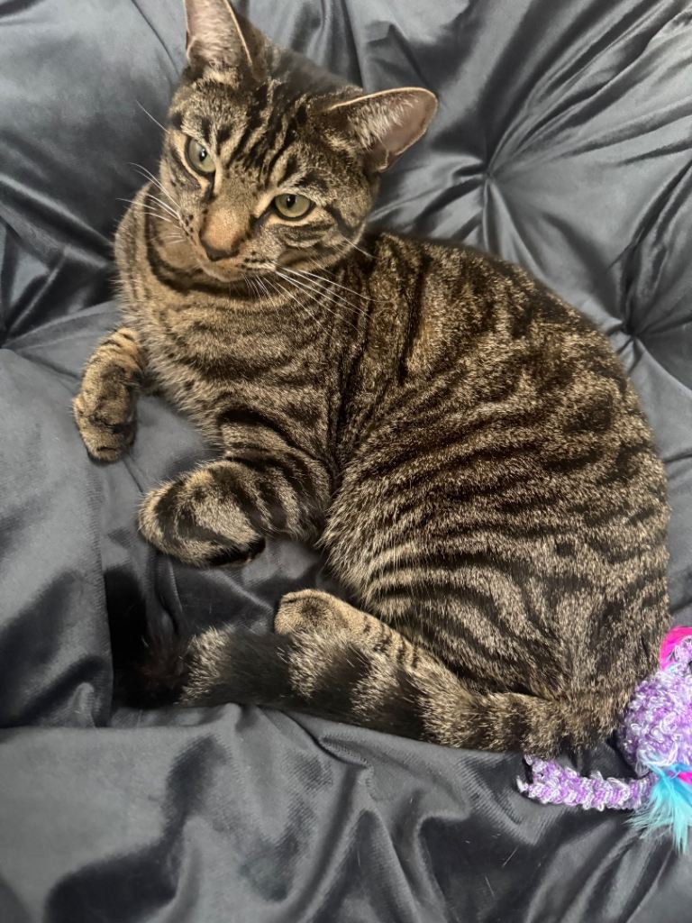 Male cat for sale - £50