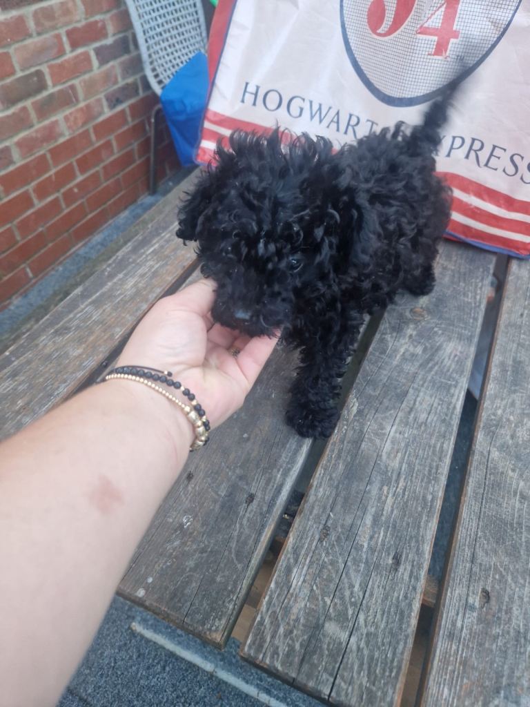 Puppy bichon havanesse one boy left 