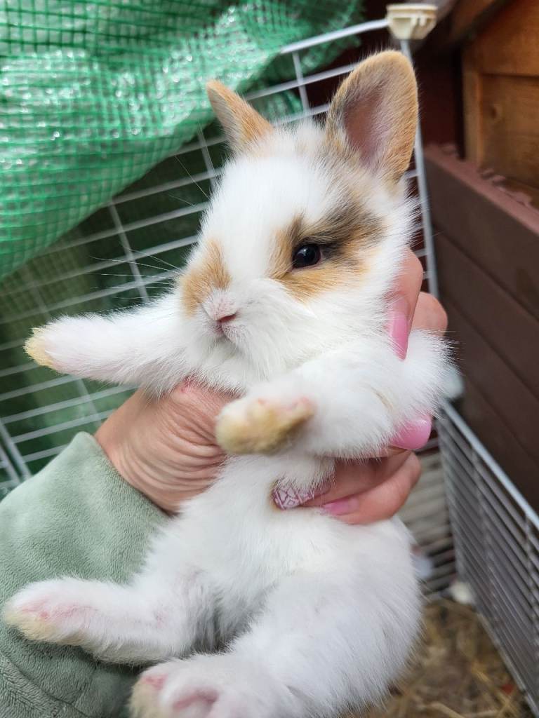 Little rabbits