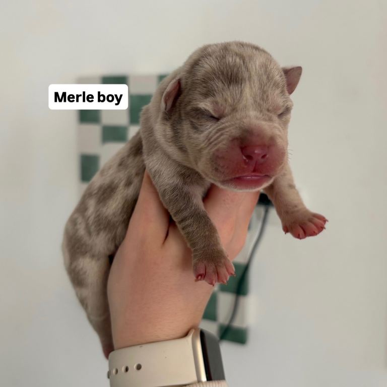 Pocket bully puppies