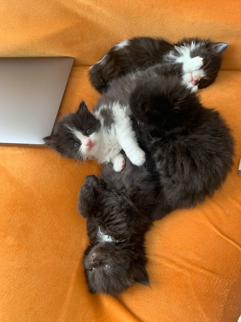 3 Persian Mix Kittens for Sale 
