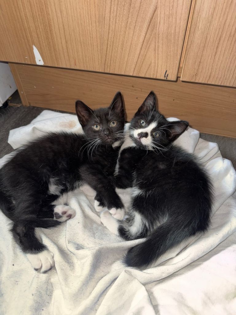 Kittens 