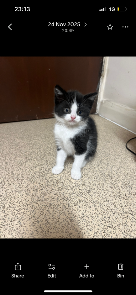 Small black and white kitten 