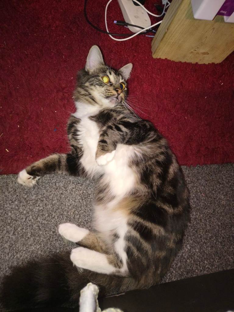 Long haired Norwegian Forest Cat mix