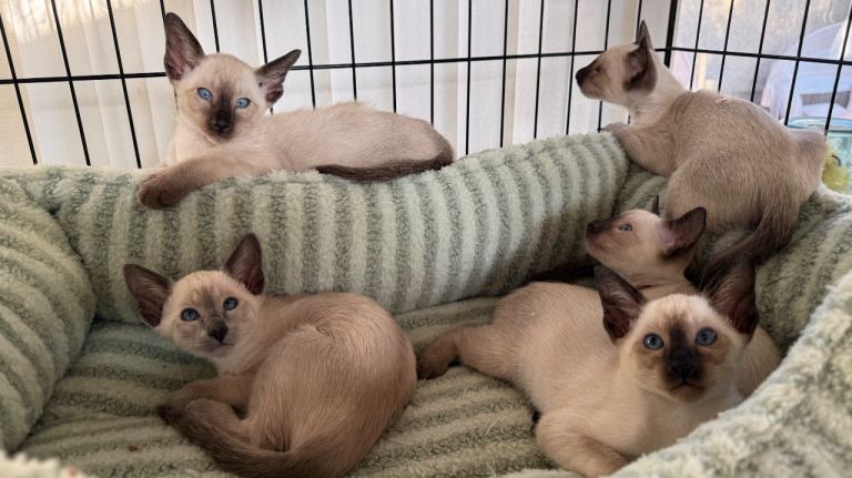 Siamese kittens 