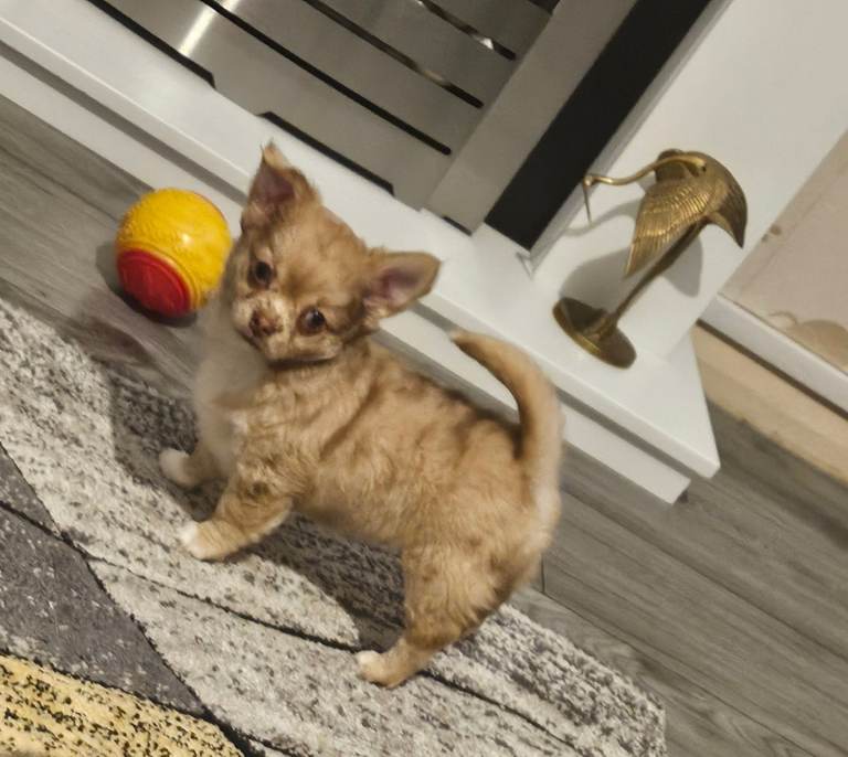 Chihuahua  pup male READY NOW