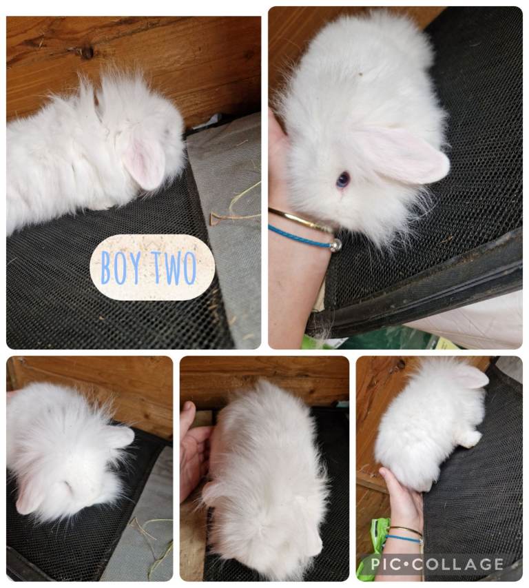 Mini lion lop boy 