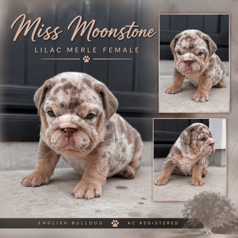 New English Bulldogs