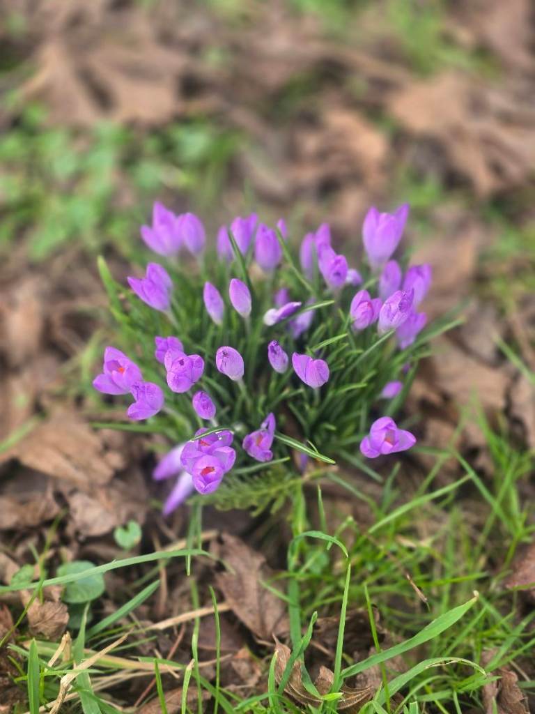 female seeks 1 bed flat to rent 