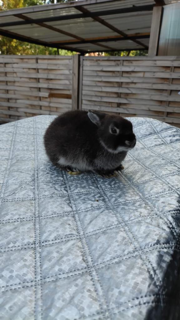 4 beautiful baby rabbits for sale