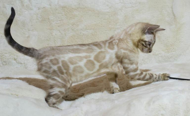 Ready to Leave TICA Registered Bengal Kittens 