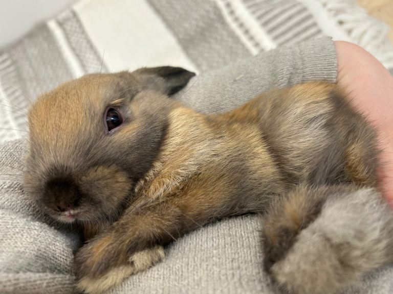 image for Three baby bunnies left 