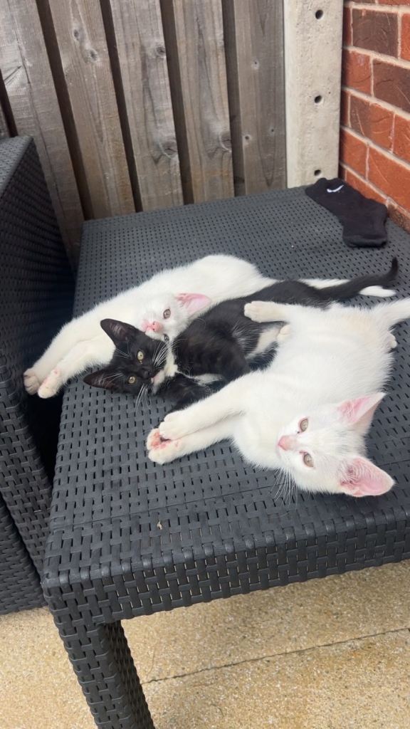 3 kittens white white and black and white 