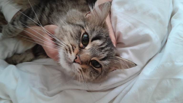 Female Cat for Rehoming