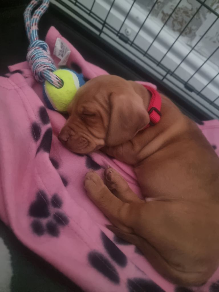 Starford mix with pocket bully