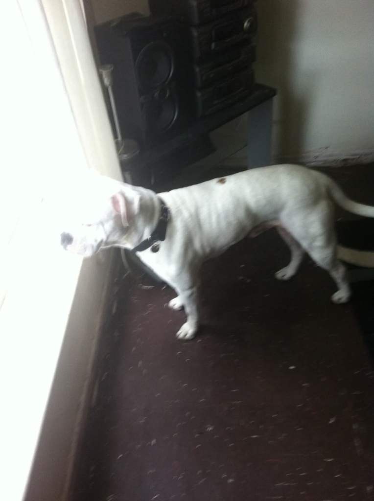 Diesel American bulldog 