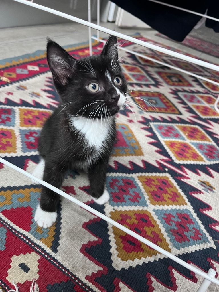 8 weeks old kitten ready to go now!