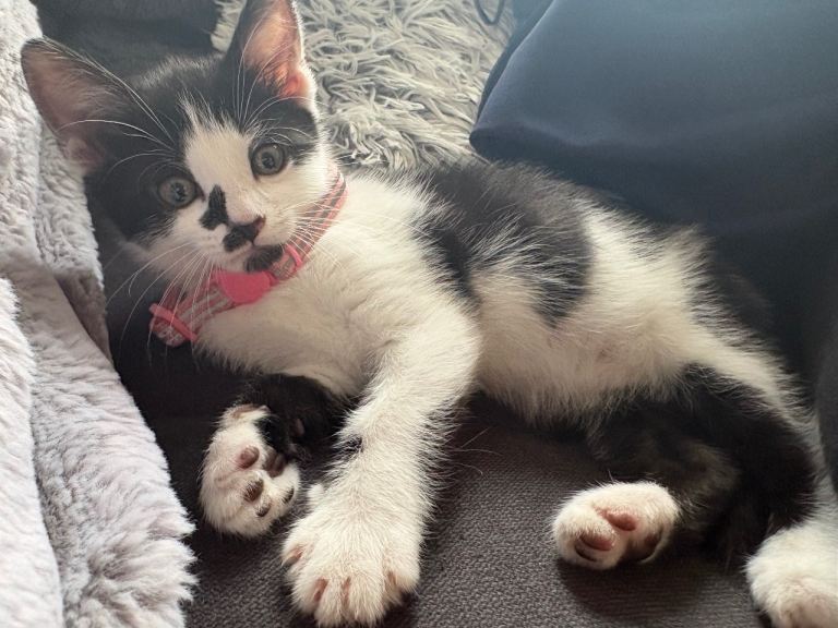 female kitten lovely markings 9 weeks old