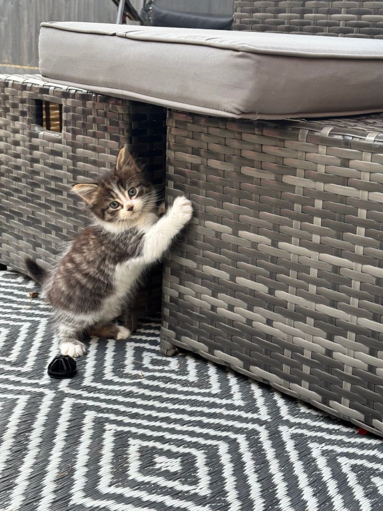 Beautiful kittens *ready now*