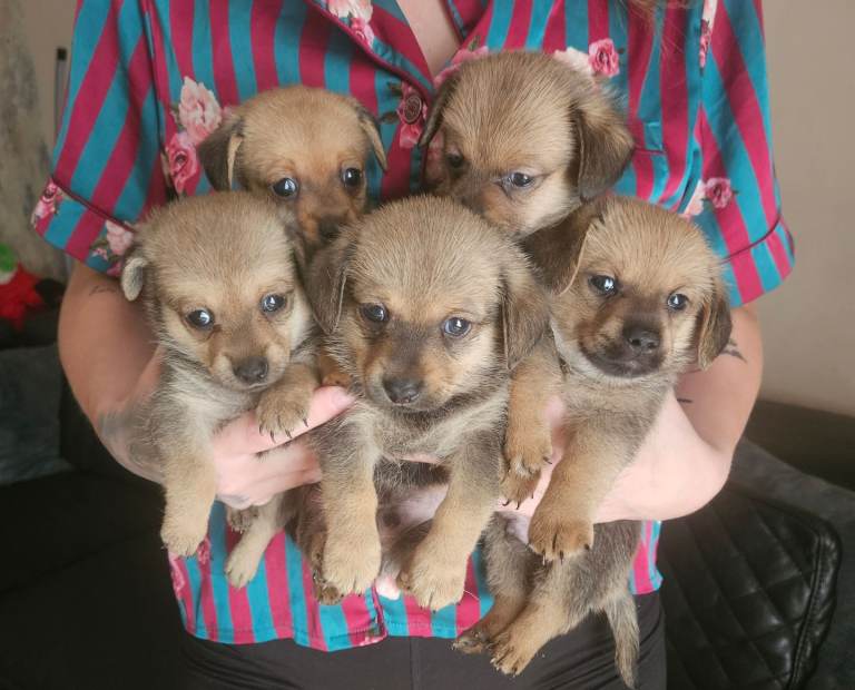 Dameranian puppies