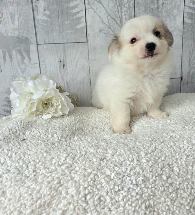 Long haired Chihuahua 