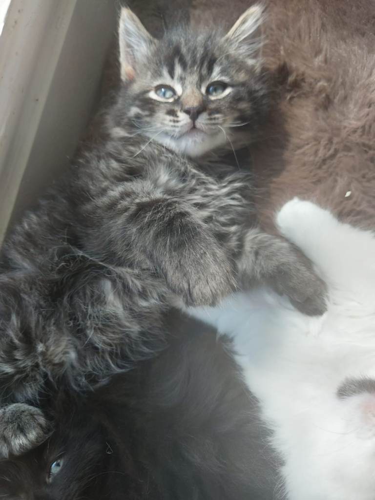 Kittens ready now 