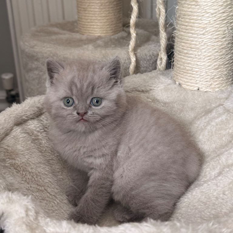 British short hair kitten for sale 