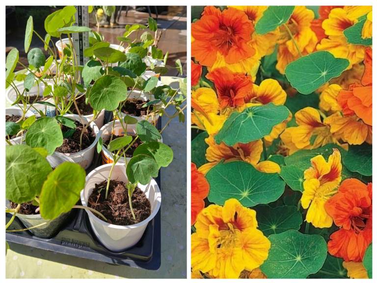 Nasturtium Tom Thumb 50p