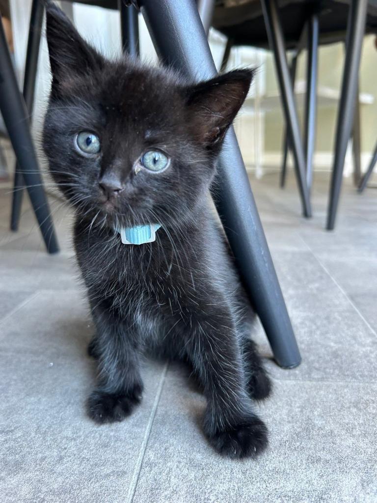 Male Kitten
