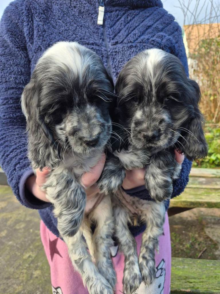 Show type cocker spaniel puppies