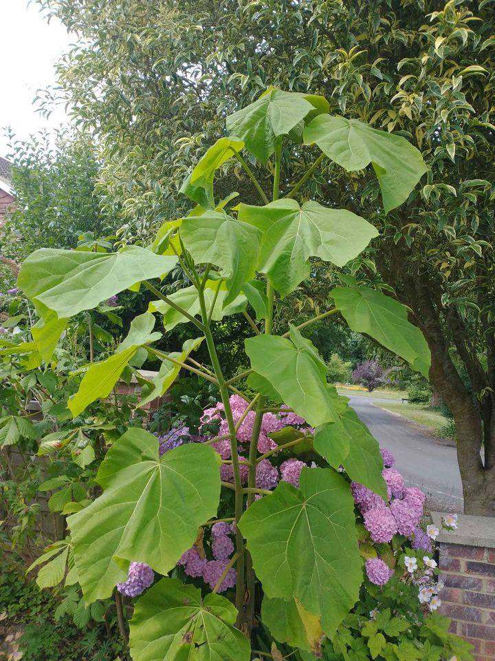 Paulownia Tomentosa Foxglove Tree (Empress Tree)