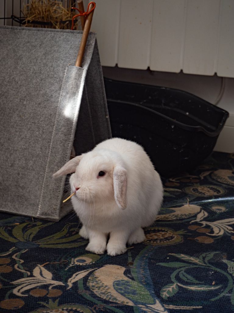 Two mini lops with all the kit