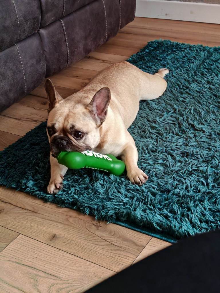 Female french bulldog