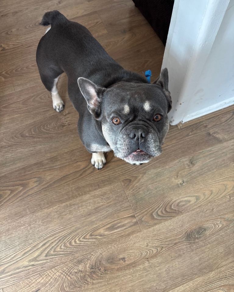 4 Year old male French bulldog 