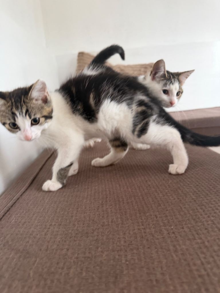Adorable kitten looking for new home 