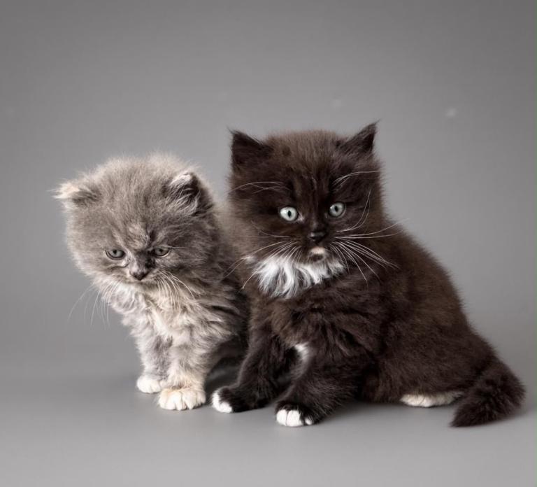 Brown Kitten doll