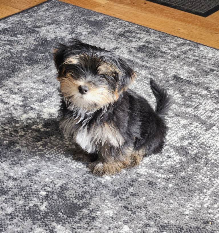 💥LAST PUP REDUCED!! (BOY) BEAUTIFUL YORKSHIRE (BIEWER) TERRIER PUPS💥