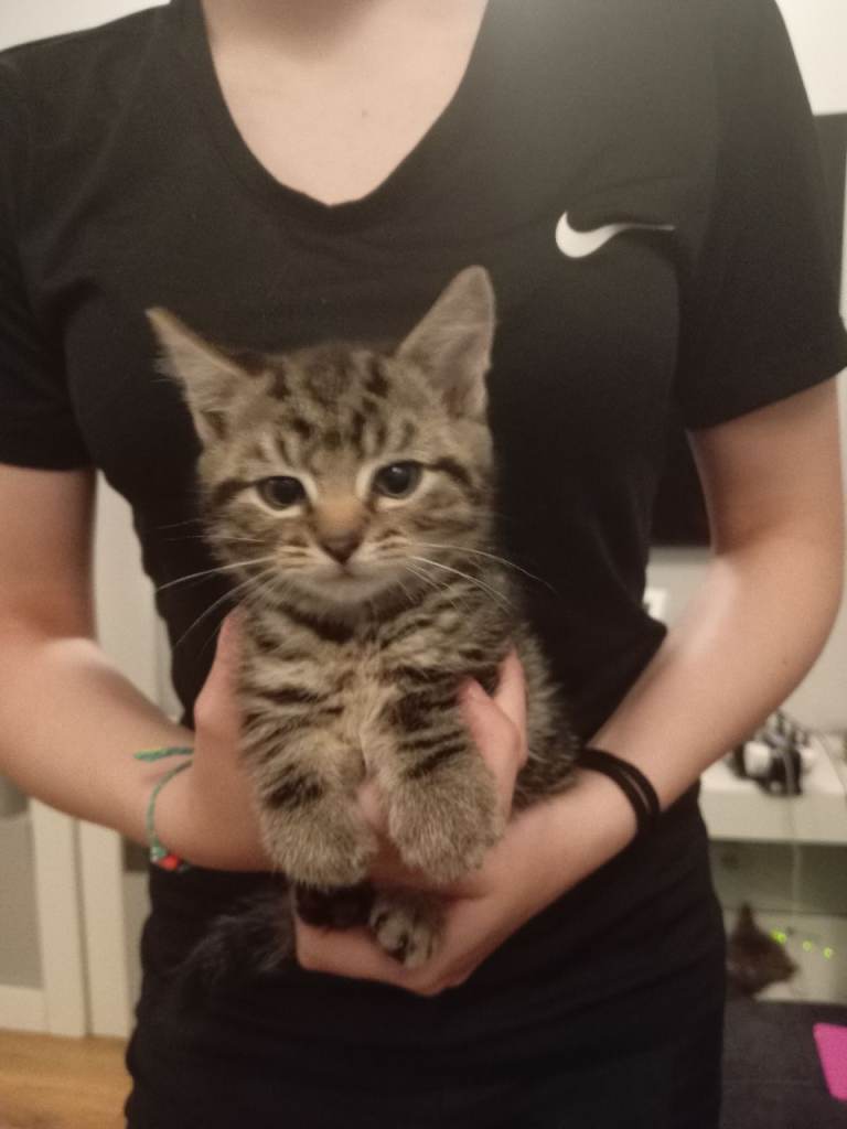3 kittens left for sale 